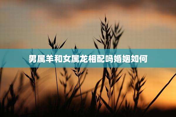 男属羊和女属龙相配吗婚姻如何