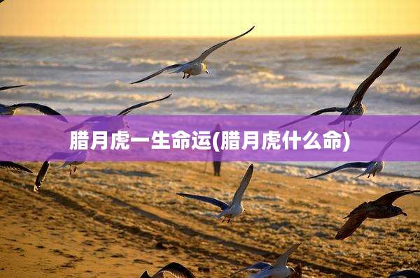 腊月虎一生命运(腊月虎什么命)
