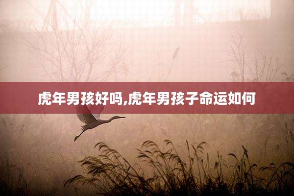 虎年男孩好吗,虎年男孩子命运如何