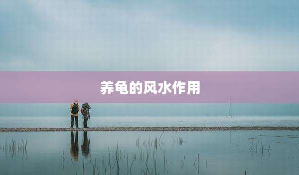 养龟的风水作用