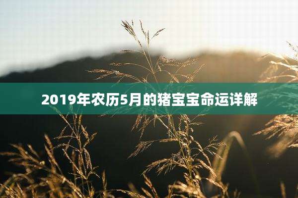 2019年农历5月的猪宝宝命运详解