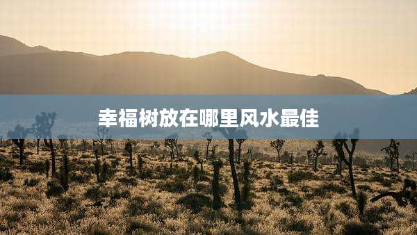 幸福树放在哪里风水最佳