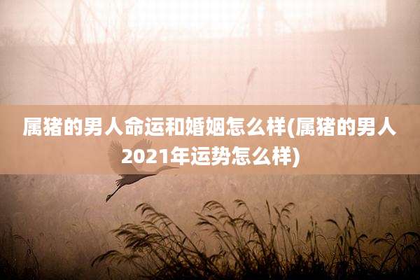 属猪的男人命运和婚姻怎么样(属猪的男人2021年运势怎么样)