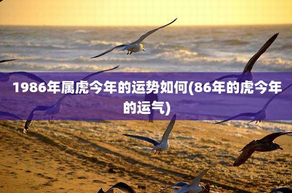 1986年属虎今年的运势如何(86年的虎今年的运气)