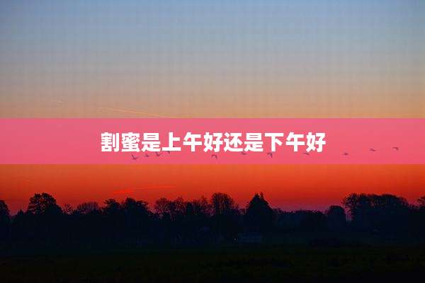 割蜜是上午好还是下午好