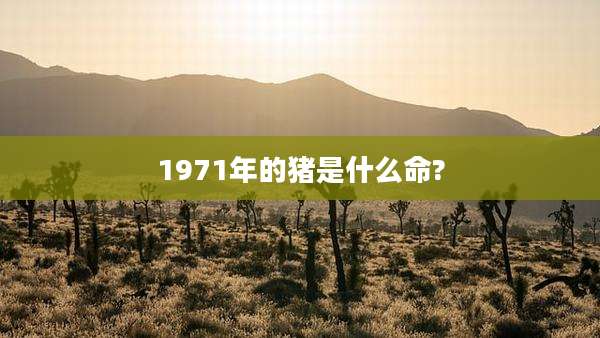 1971年的猪是什么命?