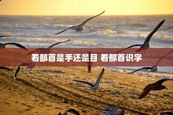 看部首是手还是目 看部首识字