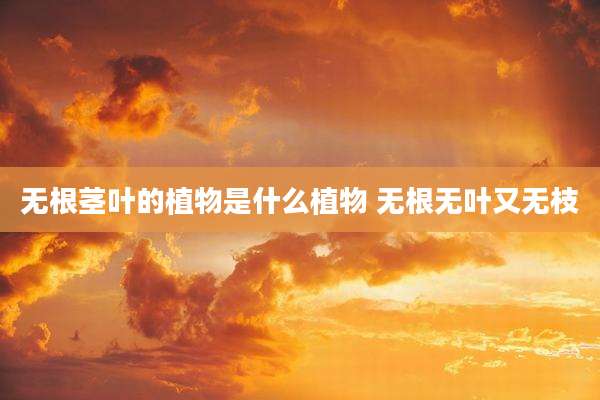无根茎叶的植物是什么植物 无根无叶又无枝