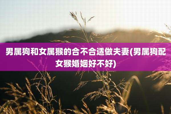 男属狗和女属猴的合不合适做夫妻(男属狗配女猴婚姻好不好)