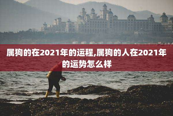 属狗的在2021年的运程,属狗的人在2021年的运势怎么样