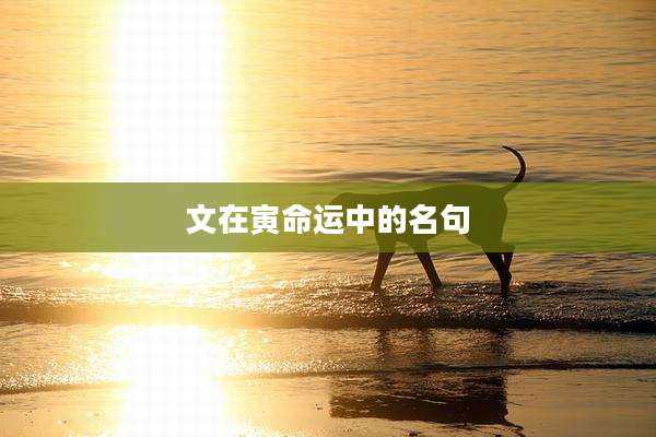 文在寅命运中的名句