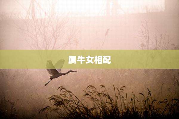 属牛女相配