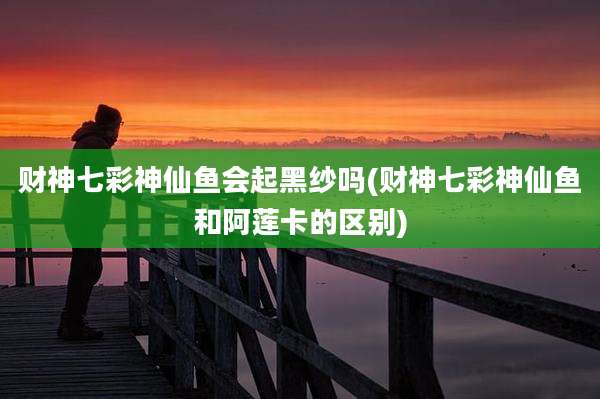 财神七彩神仙鱼会起黑纱吗(财神七彩神仙鱼和阿莲卡的区别)