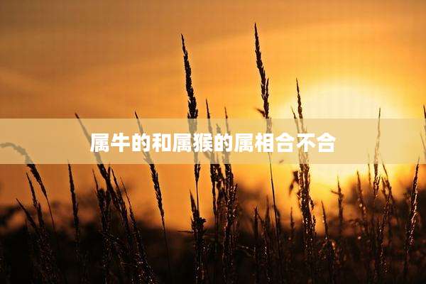 属牛的和属猴的属相合不合