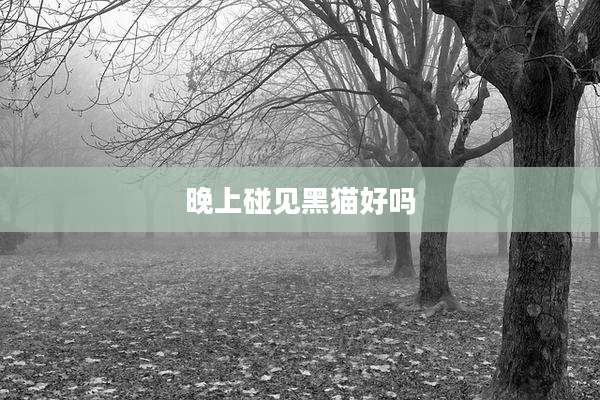 晚上碰见黑猫好吗