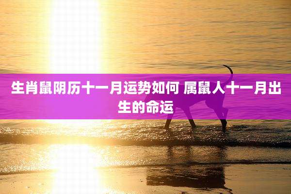 生肖鼠阴历十一月运势如何 属鼠人十一月出生的命运