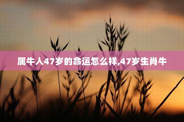 属牛人47岁的命运怎么样,47岁生肖牛