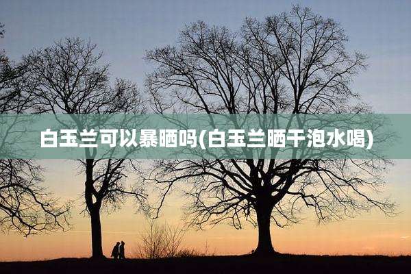 白玉兰可以暴晒吗(白玉兰晒干泡水喝)