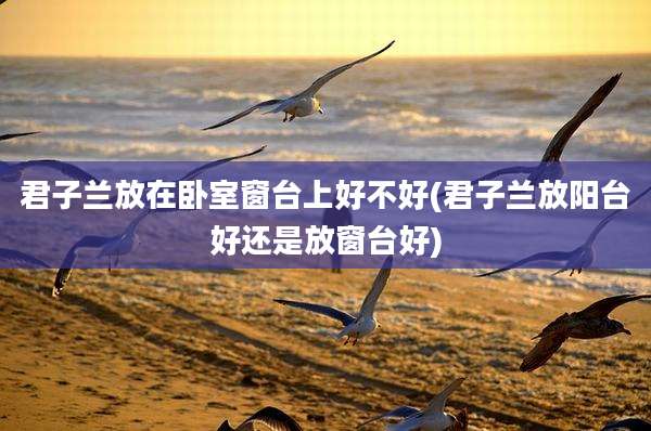 君子兰放在卧室窗台上好不好(君子兰放阳台好还是放窗台好)