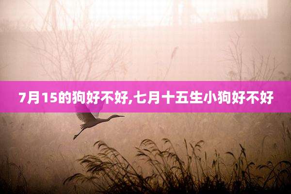 7月15的狗好不好,七月十五生小狗好不好