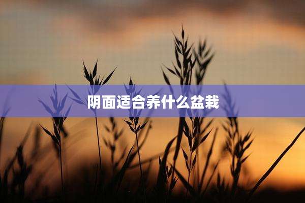 阴面适合养什么盆栽