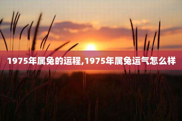1975年属兔的运程,1975年属兔运气怎么样