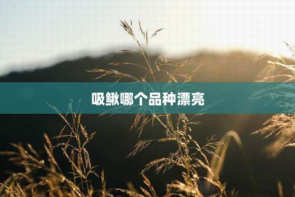 吸鳅哪个品种漂亮