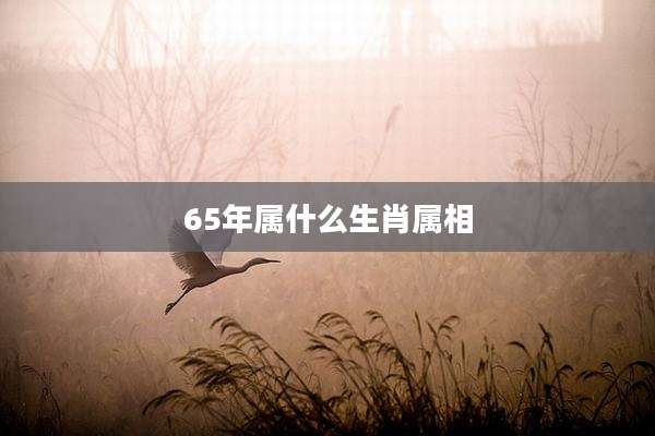 65年属什么生肖属相