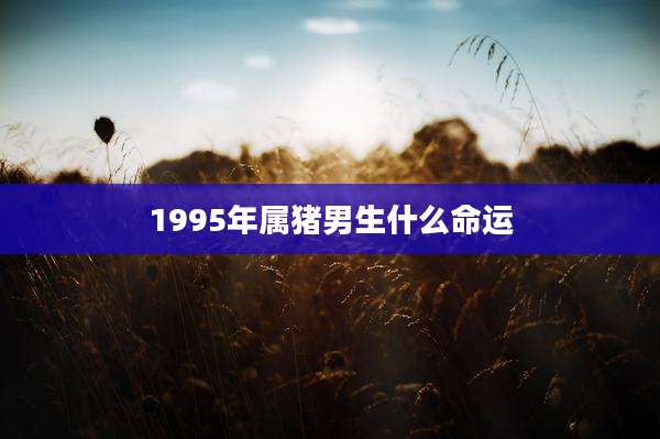 1995年属猪男生什么命运