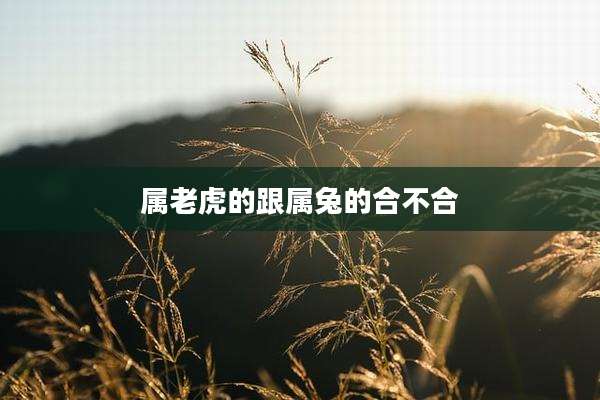 属老虎的跟属兔的合不合