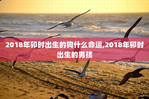 2018年卯时出生的狗什么命运,2018年卯时出生的男孩