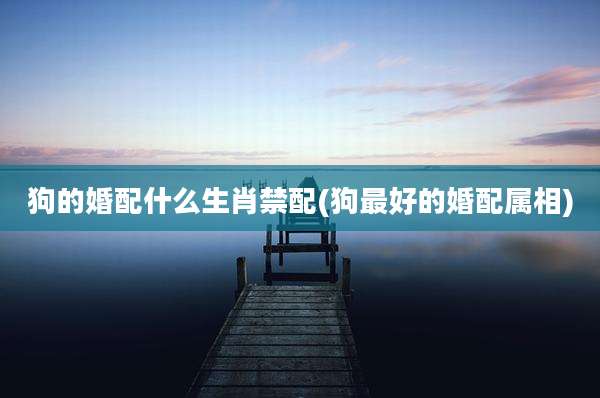 狗的婚配什么生肖禁配(狗最好的婚配属相)