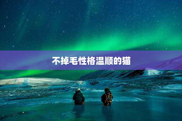 不掉毛性格温顺的猫