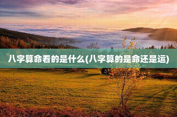 八字算命看的是什么(八字算的是命还是运)