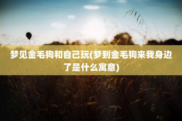 梦见金毛狗和自己玩(梦到金毛狗来我身边了是什么寓意)