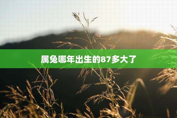 属兔哪年出生的87多大了