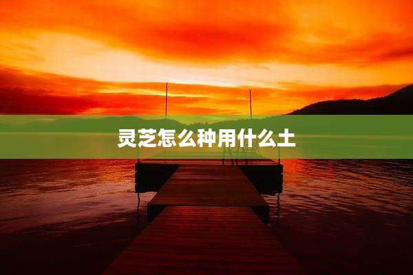 灵芝怎么种用什么土