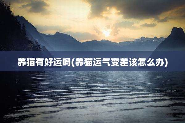 养猫有好运吗(养猫运气变差该怎么办)