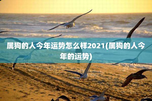 属狗的人今年运势怎么样2021(属狗的人今年的运势)