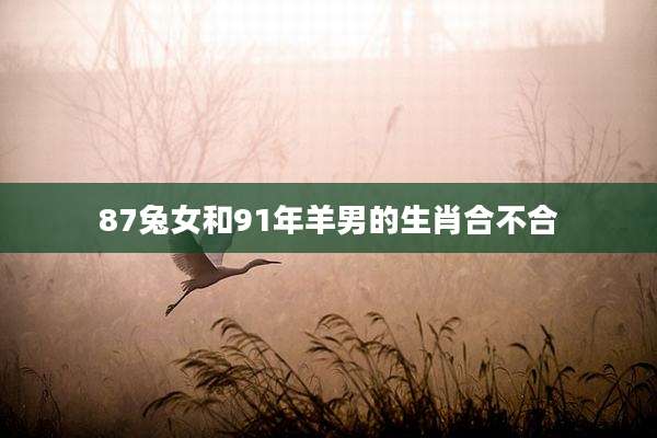 87兔女和91年羊男的生肖合不合
