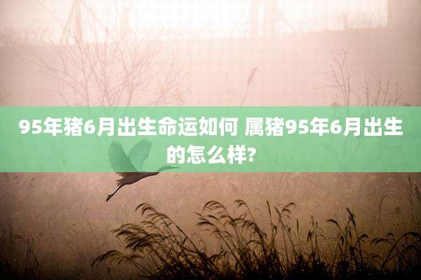 95年猪6月出生命运如何 属猪95年6月出生的怎么样?