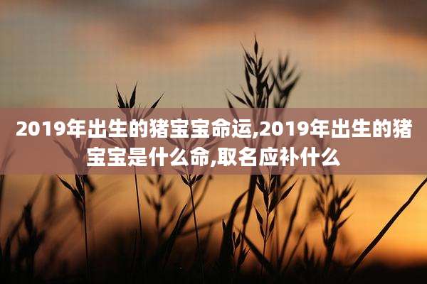 2019年出生的猪宝宝命运,2019年出生的猪宝宝是什么命,取名应补什么