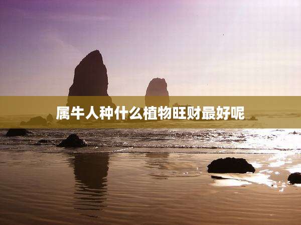 属牛人种什么植物旺财最好呢