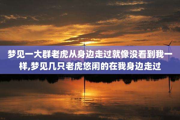 梦见一大群老虎从身边走过就像没看到我一样,梦见几只老虎悠闲的在我身边走过