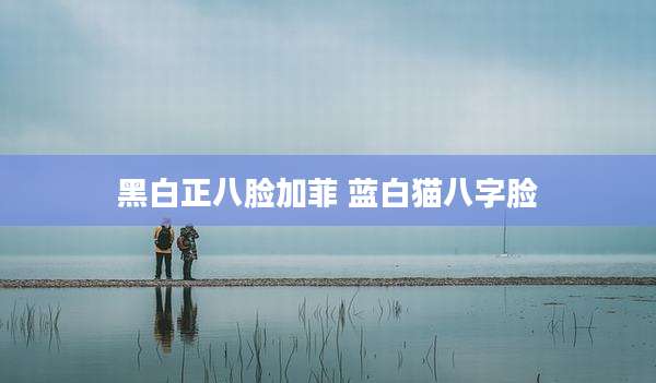 黑白正八脸加菲 蓝白猫八字脸