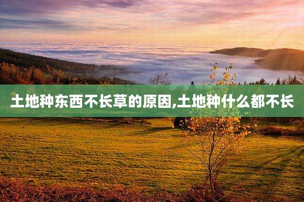 土地种东西不长草的原因,土地种什么都不长