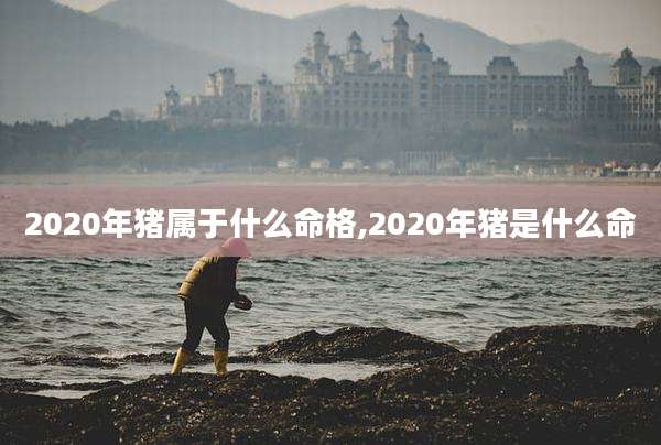 2020年猪属于什么命格,2020年猪是什么命