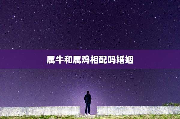 属牛和属鸡相配吗婚姻