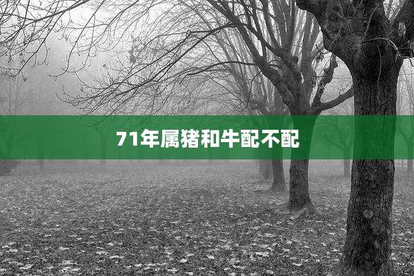 71年属猪和牛配不配