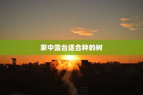 家中露台适合种的树